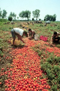 Raccolta di pomodori