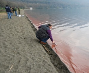 Il fenomeno dell'alga rossa nel lago di Vico