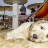 cani-in-spiaggia