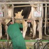 Oggi la protesta degli allevatori italiani per il prezzo del latte