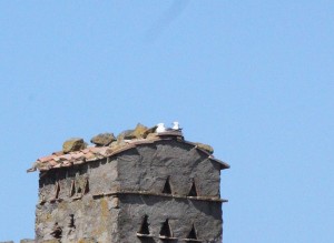 I gabbiani sulla colombaia della torre