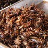 insetti da mangiare cibo