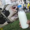 Prezzo del latte, continua la protesta di Coldiretti