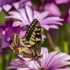 Swallowtail butterfly in a purple daisy field