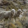 Ben 8 pecore sgozzate e uccise e 15 ferite in un assalto di lupi a Farnese