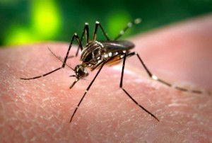 La zanzara che provoca il virus Zika