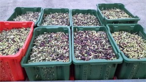 Le prime olive raccolte