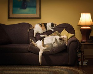 L'amicizia tra gatto e cane (e divano)