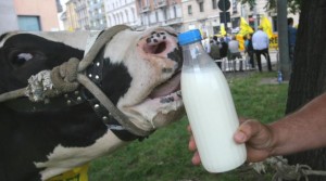 Una manifestazione di Coldiretti per la tutela del latte italiano