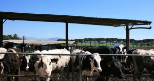 Sono 1200 i capi bovini dell'azienda di Nepi: la seconda stalla del Lazio
