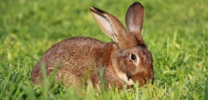 Il coniglio leprino viterbese, una delle eccellenze della Tuscia