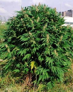 Una pianta di cannabis sativa