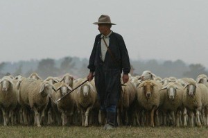 Pastore e pecore, scene d'altri tempi