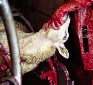 La macellazione senza stordimento provoca atroci sofferenza agli animali
