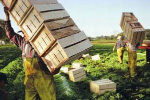Boom di lavoratori giovani in agricoltura