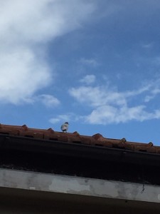 Un piccione sul tetto (che scotta?)