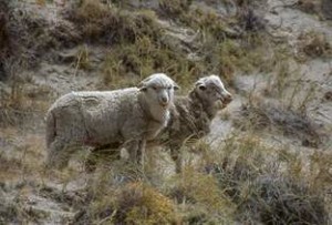 Ben 8 pecore sgozzate e uccise e 15 ferite in un assalto di lupi a Farnese
