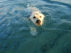 La Pineta Blu è una delle migliori beach dog d'Italia
