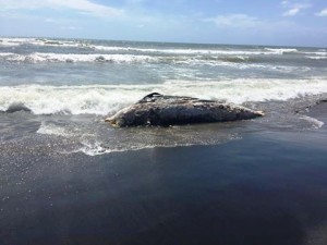 tarquinia La carcassa di delfino spiaggiata