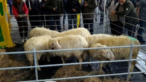 Pecore in piazza a Roma