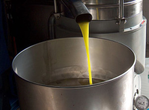 L'olio d'oliva è una risorsa del territorio viterbese